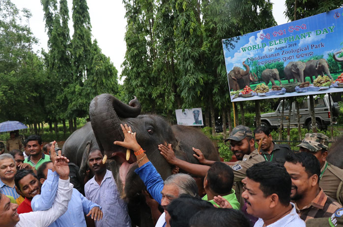 World Elephant Day 2019