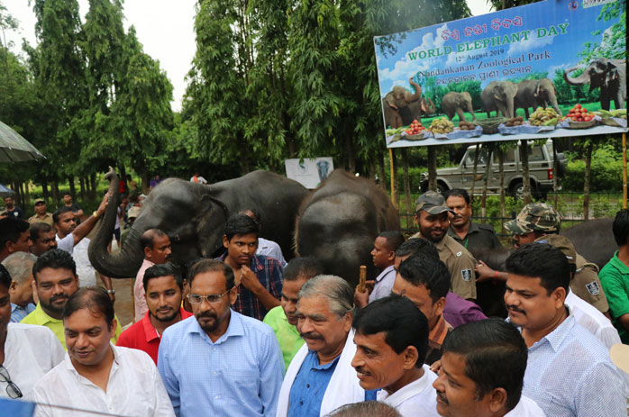 World Elephant Day 2019