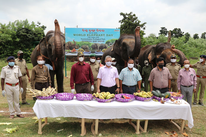 World Elephant Day 2019