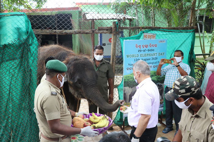 World Elephant Day 2019