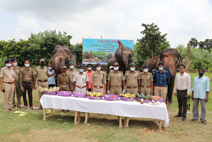 World Elephant Day 2019