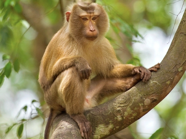 Pig tailed macaque
