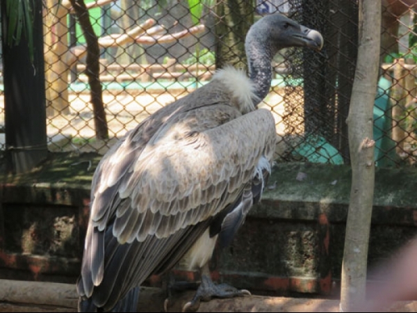 Long billed vulture