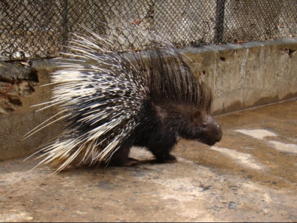 Indian porcupine