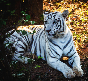 lion safari kahan hai