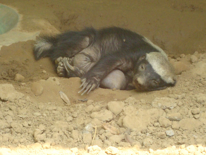Adopt Animals List | Nandanakanan Zoological Park