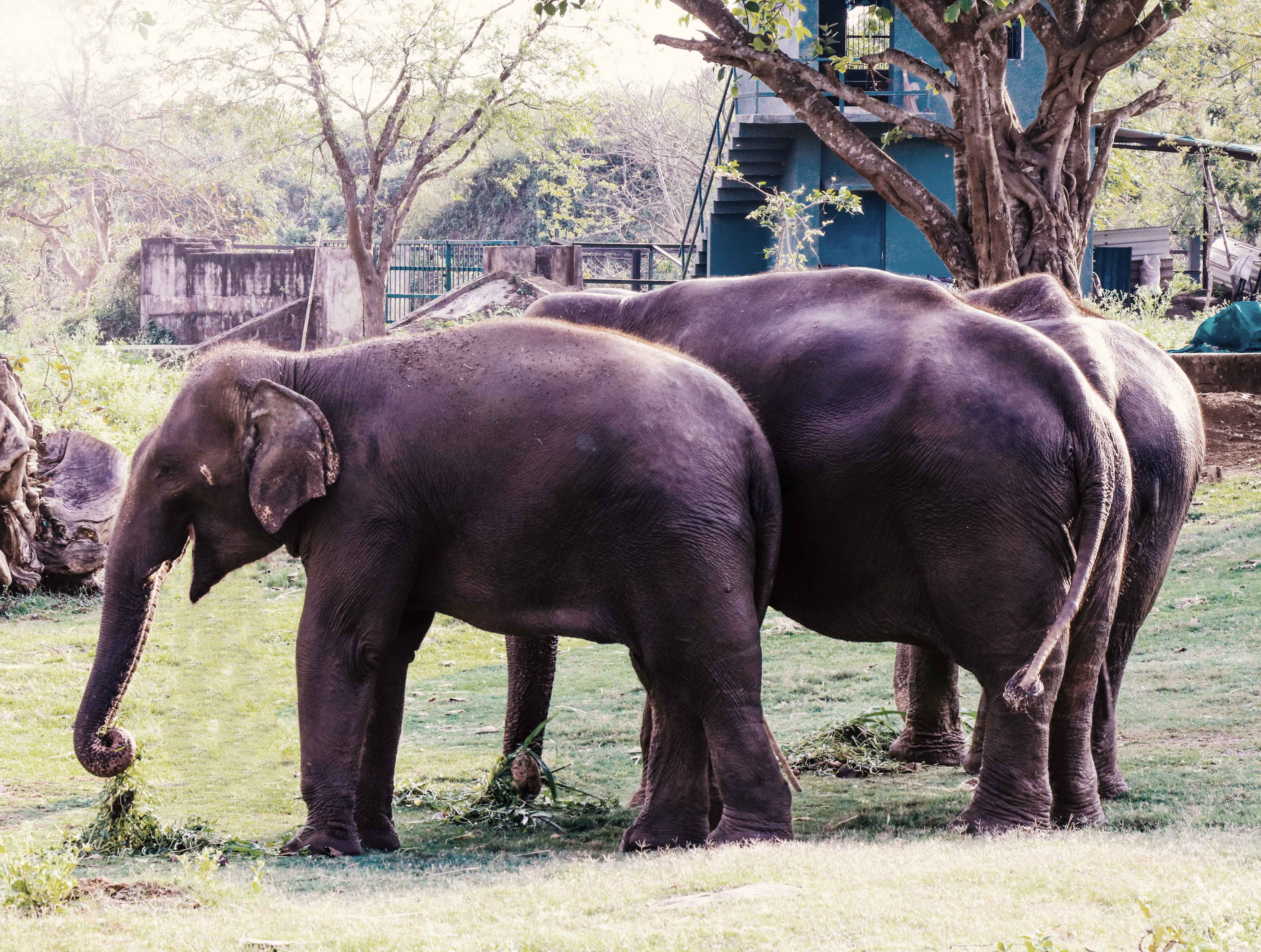 World Elephant Day 2020 || Nandanakanan Zoological Park