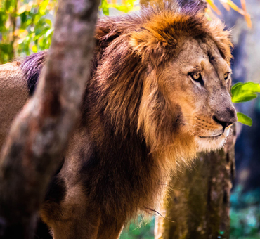 lion safari kahan hai