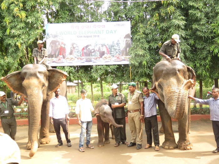 International Elephant Day 2018 
