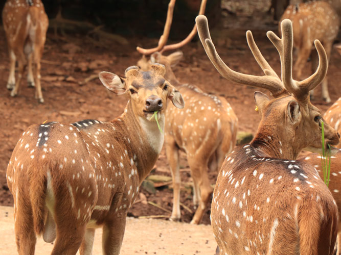 About Nandankanan || Nandanakanan Zoological Park