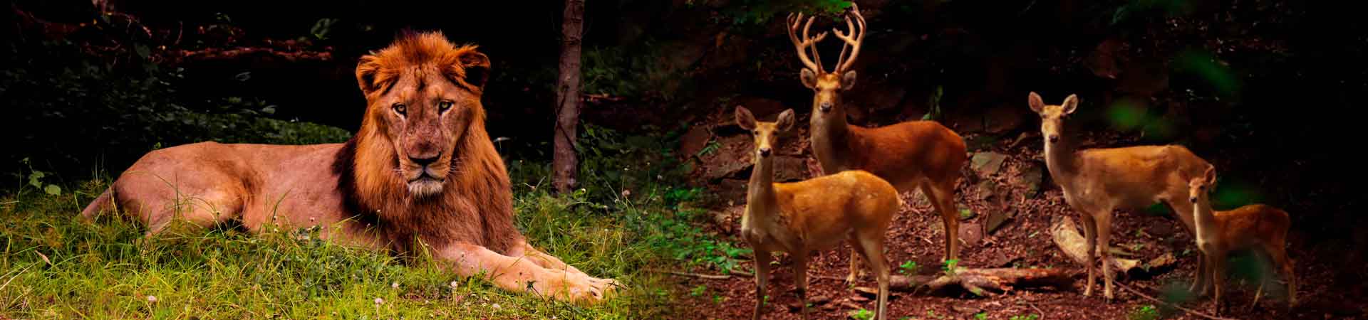 wildlife week 2020