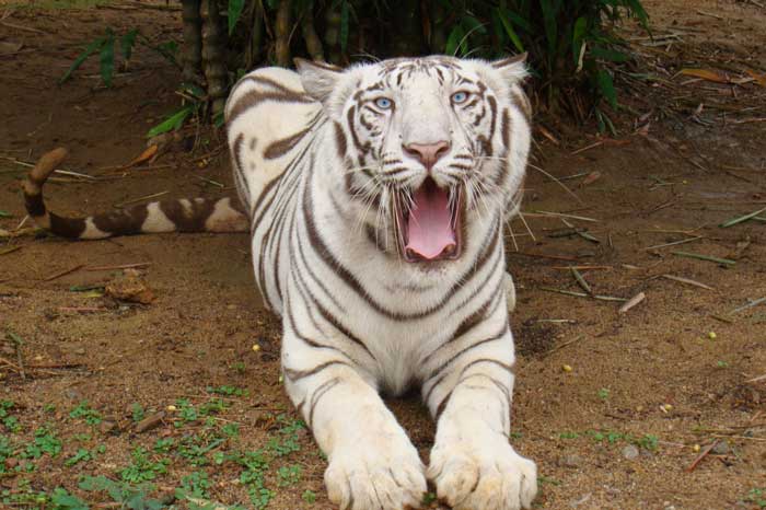 White Tiger