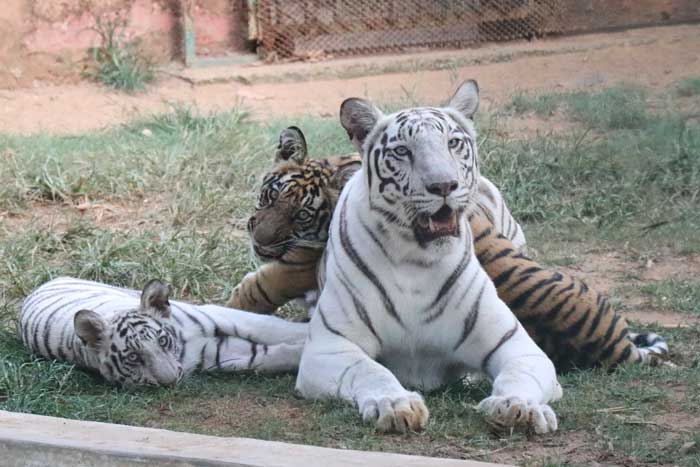 White Tiger