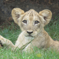 Nandankanan Lion Safari